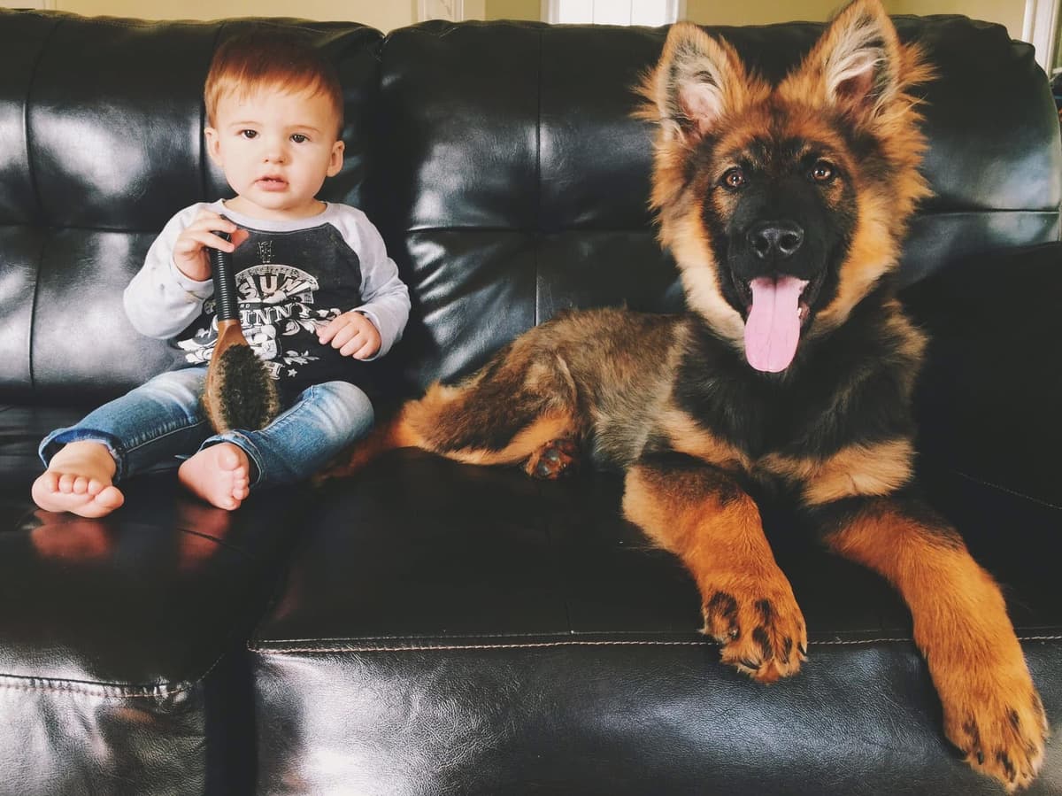 Long Coat Sable German Shepherd Dog Puppies | Family Raised on a Farm breeder image 9