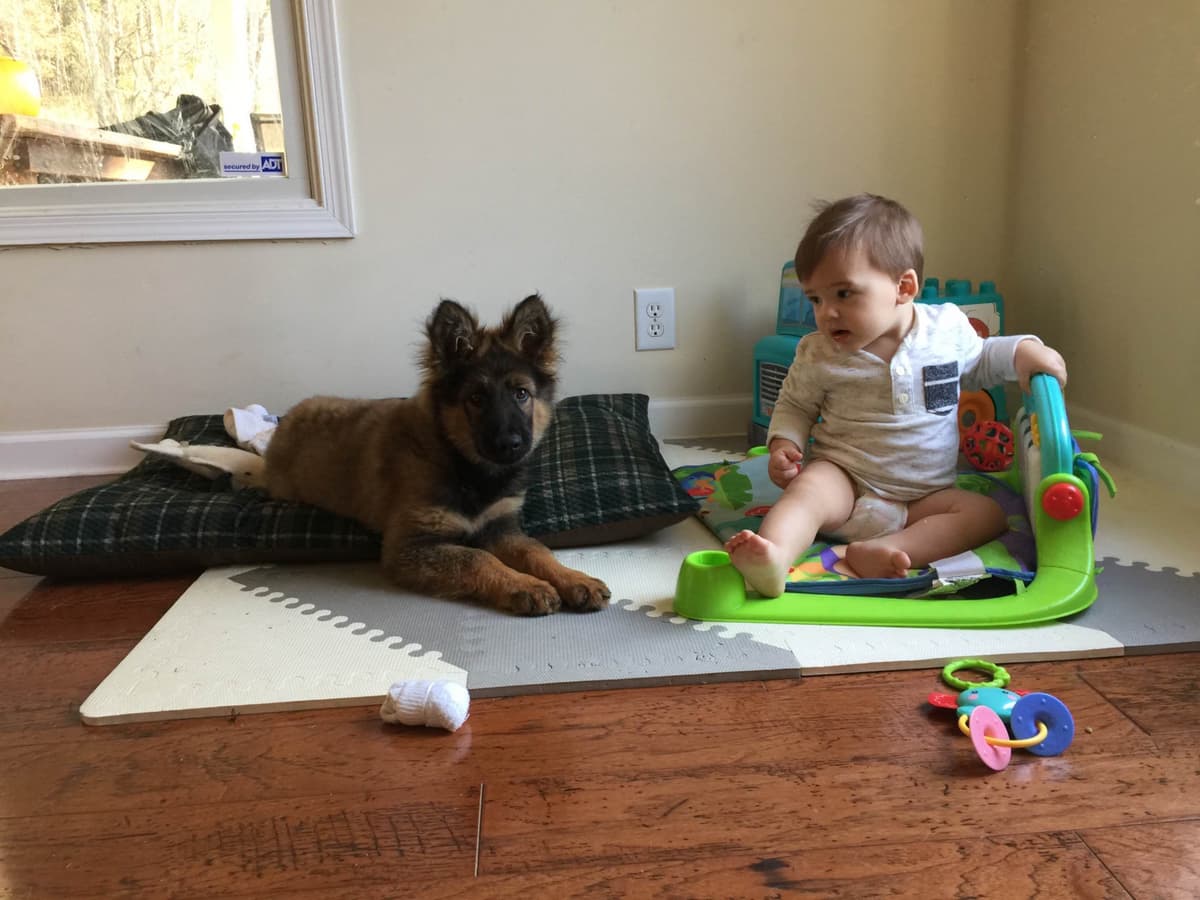 Long Coat Sable German Shepherd Dog Puppies | Family Raised on a Farm breeder image 10