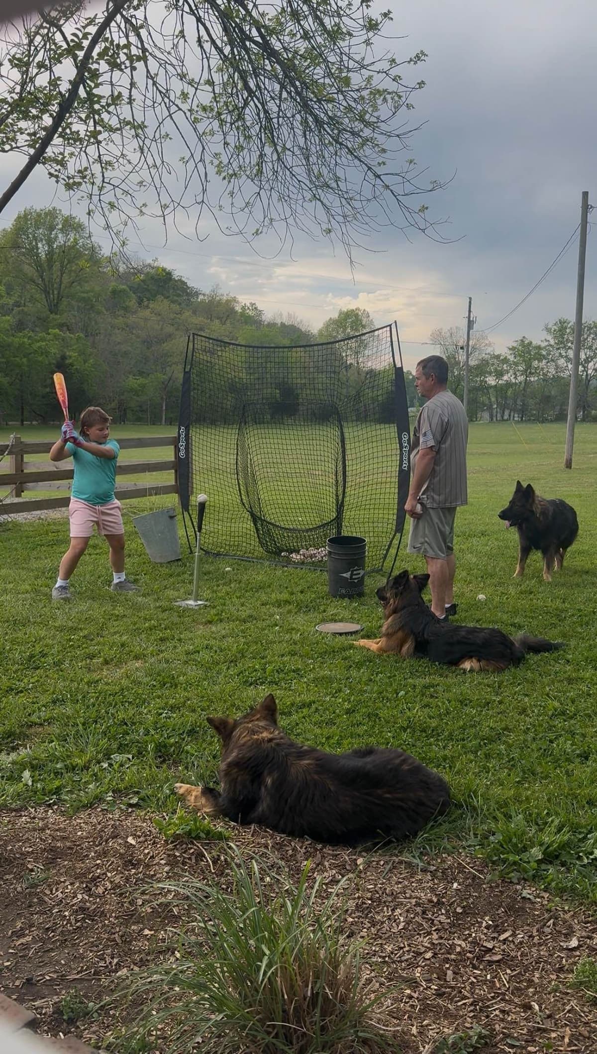 Long Coat Sable German Shepherd Dog Puppies | Family Raised on a Farm breeder image 11