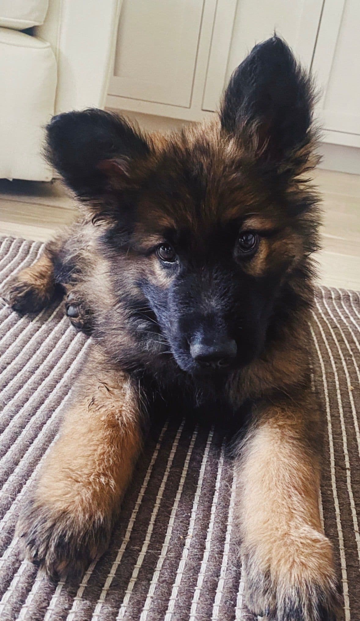 Long Coat Sable German Shepherd Dog Puppies | Family Raised on a Farm breeder image 12
