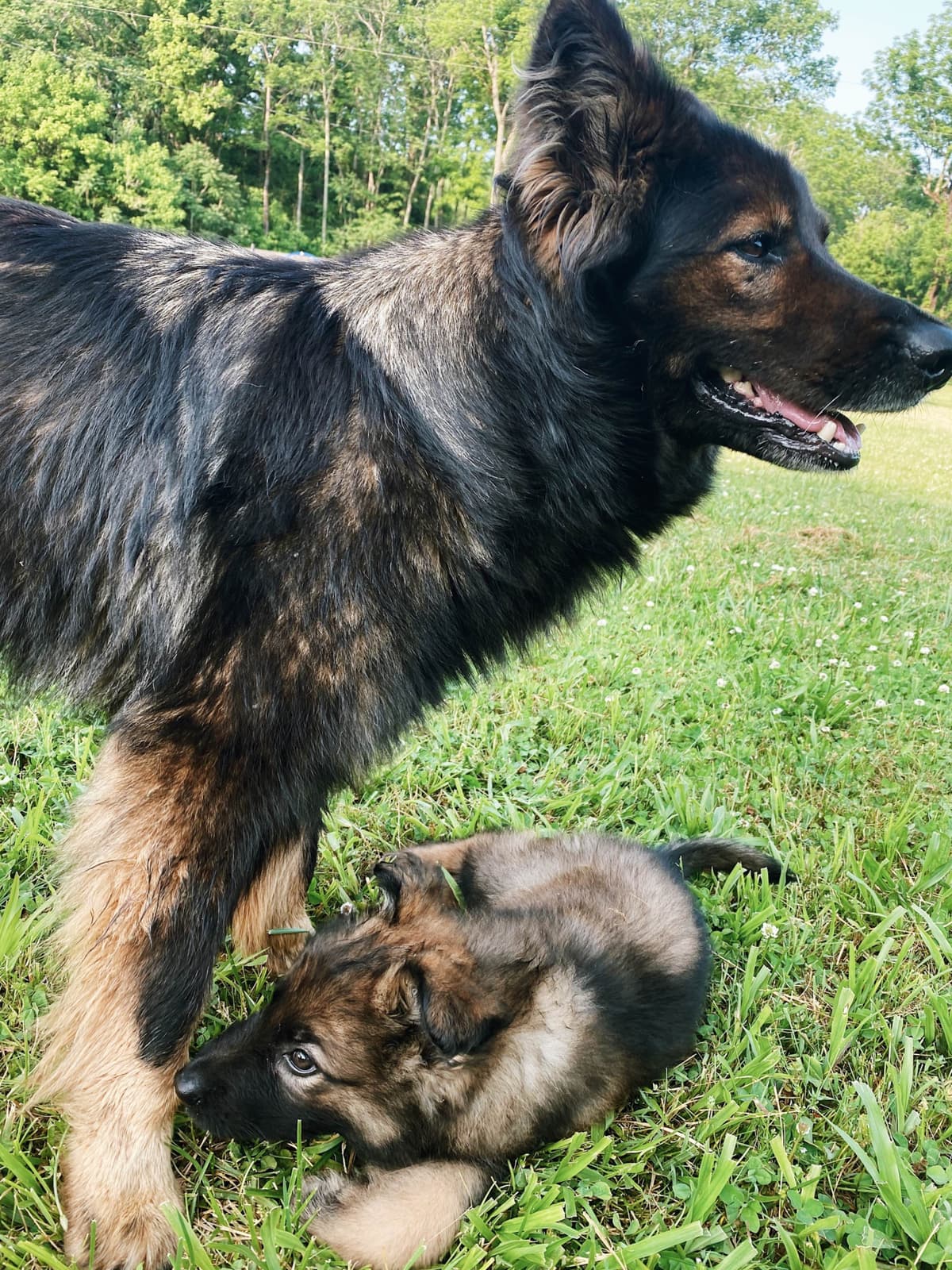 Long Coat Sable German Shepherd Dog Puppies | Family Raised on a Farm breeder image 15