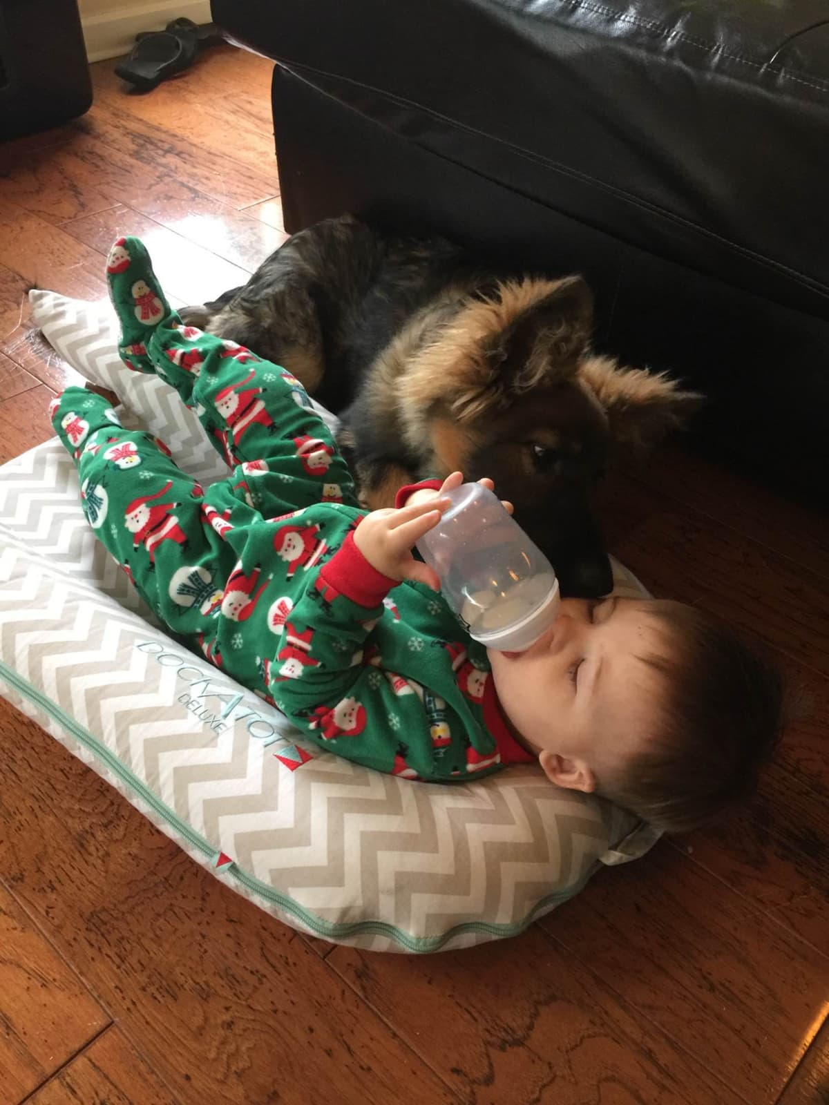 Long Coat Sable German Shepherd Dog Puppies | Family Raised on a Farm breeder image 17