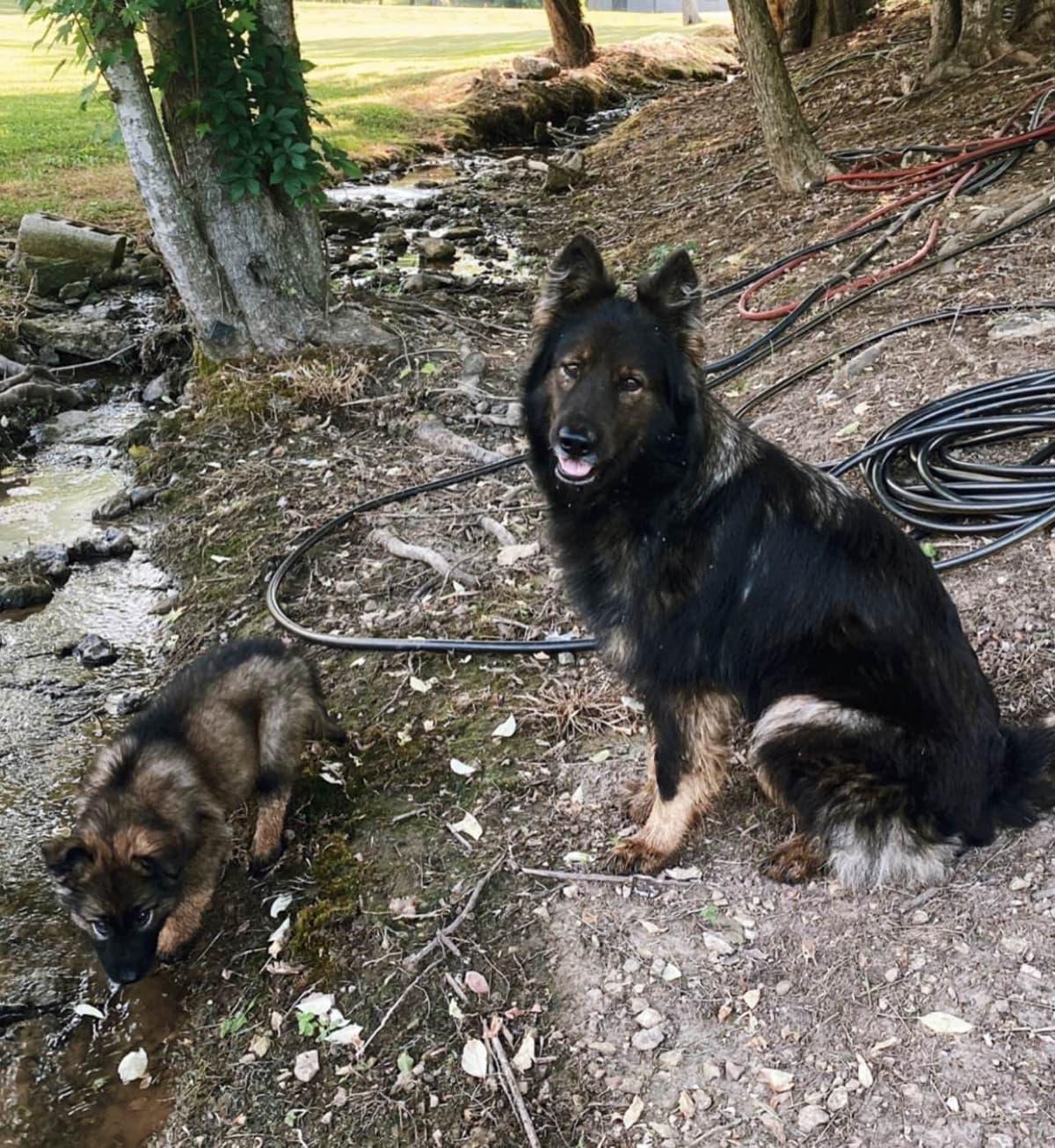 Long Coat Sable German Shepherd Dog Puppies | Family Raised on a Farm breeder image 18