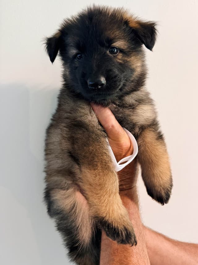 Long Coat Sable German Shepherd Dog Puppies | Family Raised on a Farm media 6