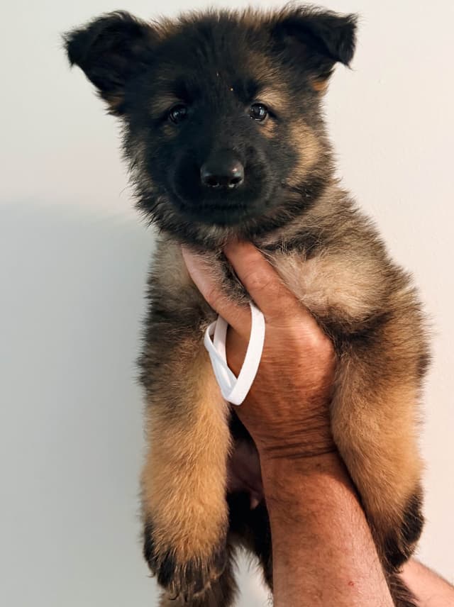 Long Coat Sable German Shepherd Dog Puppies | Family Raised on a Farm media 7