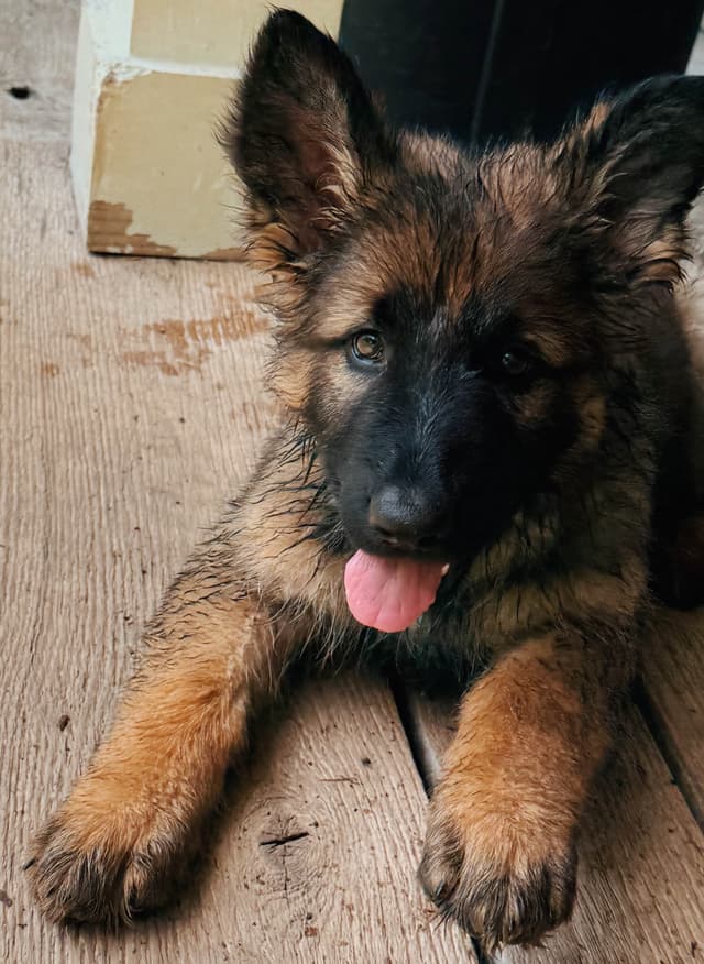 Long Coat Sable German Shepherd Dog Puppies | Family Raised on a Farm media 10