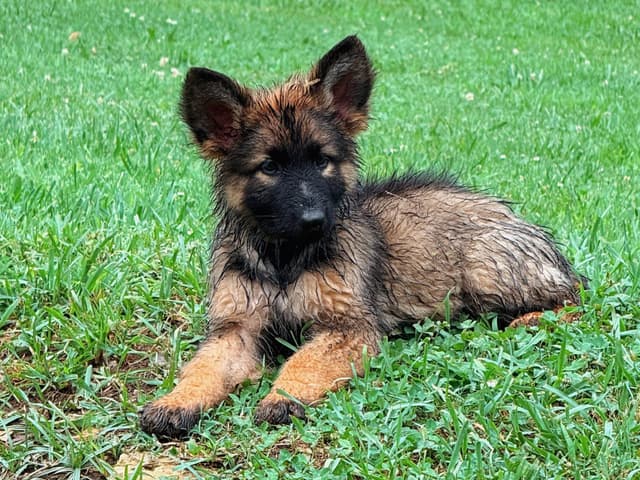 Long Coat Sable German Shepherd Dog Puppies | Family Raised on a Farm media 11