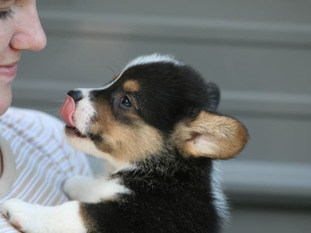 Pembroke Welsh Corgi Puppies media 3