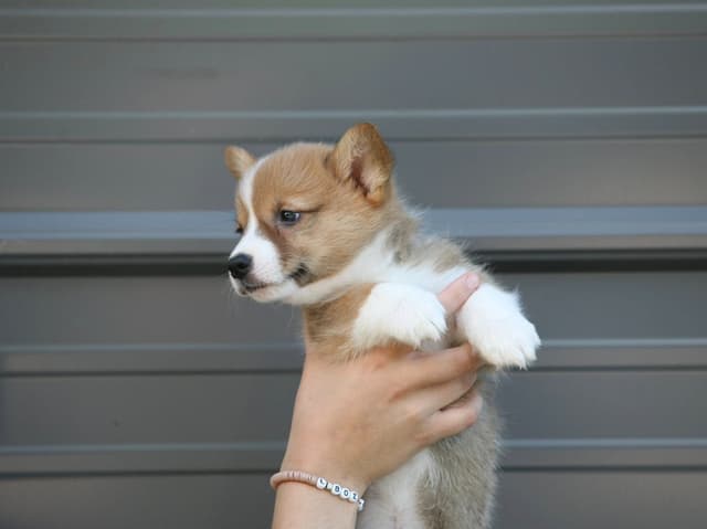 Pembroke Welsh Corgi Puppies media 4