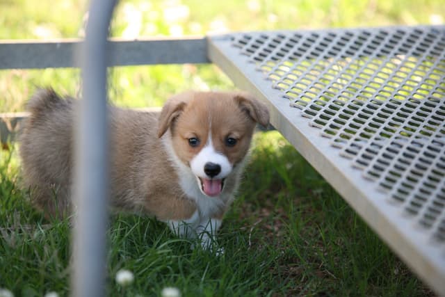 Pembroke Welsh Corgi Puppies media 2
