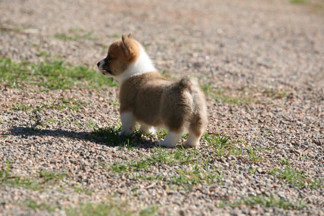 Pembroke Welsh Corgi Puppies media 5