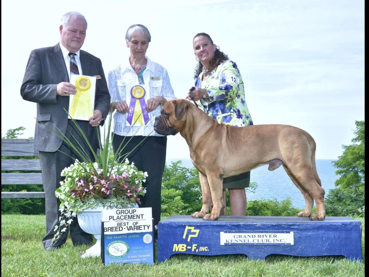 Bullmastiff Puppies breeder image 6