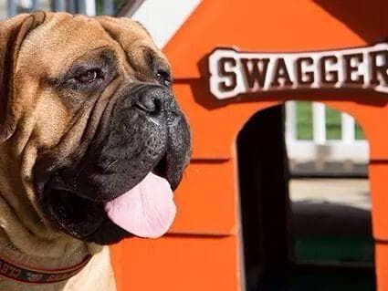 Bullmastiff Puppies breeder image 7
