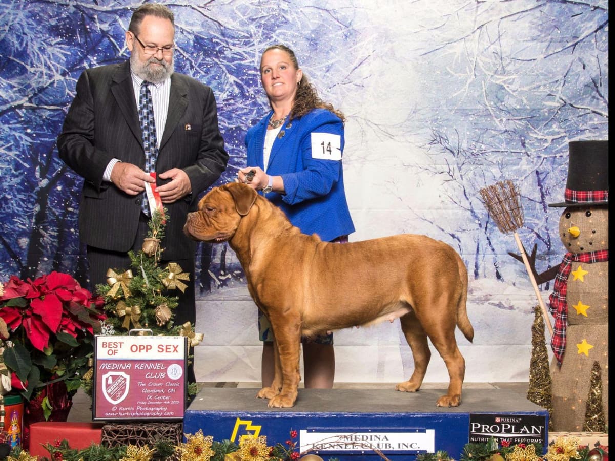 Bullmastiff Puppies breeder image 8