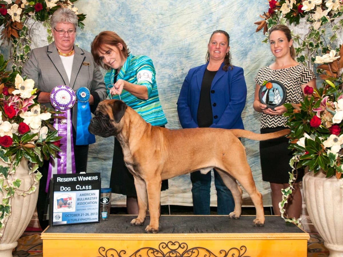 Bullmastiff Puppies breeder image 9