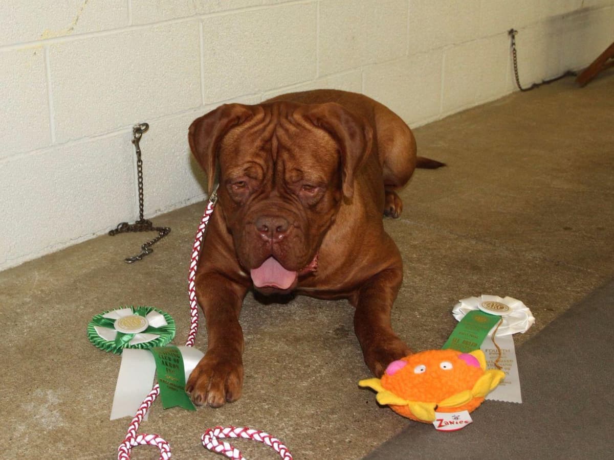 Bullmastiff Puppies breeder image 12
