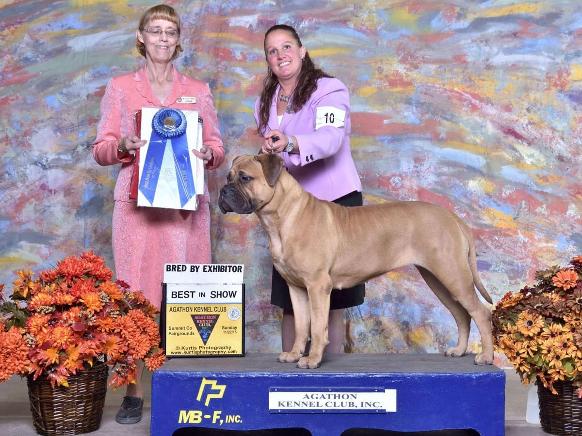 Bullmastiff Puppies breeder image 4
