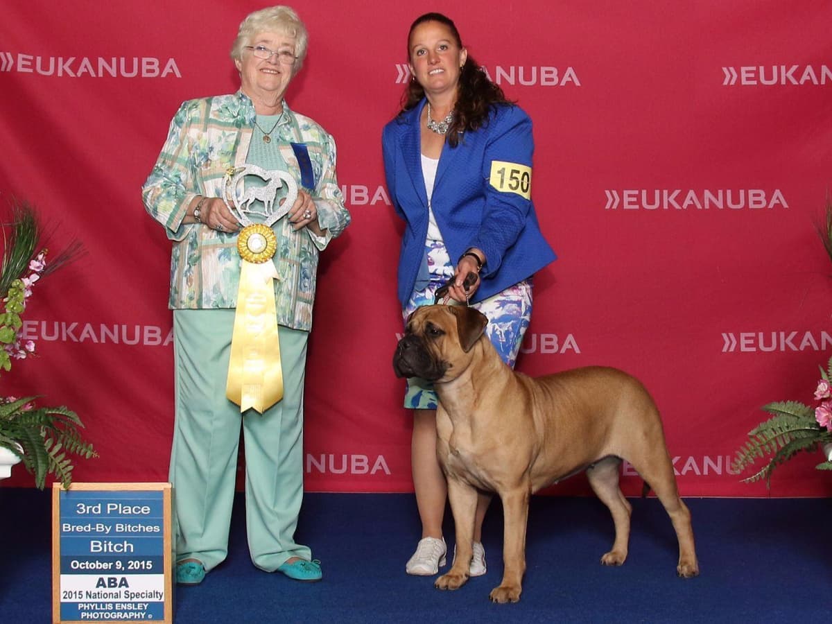 Bullmastiff Puppies breeder image 14
