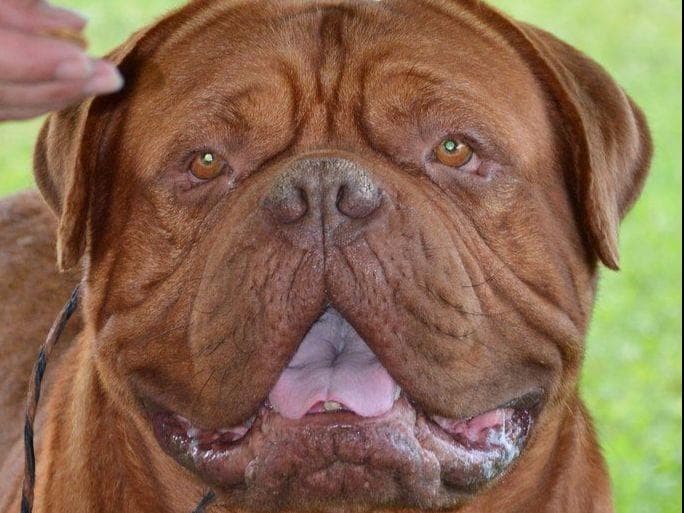 Bullmastiff Puppies breeder image 15