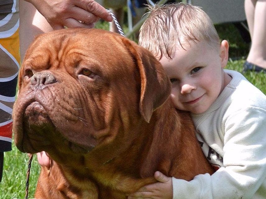 Bullmastiff Puppies breeder image 16
