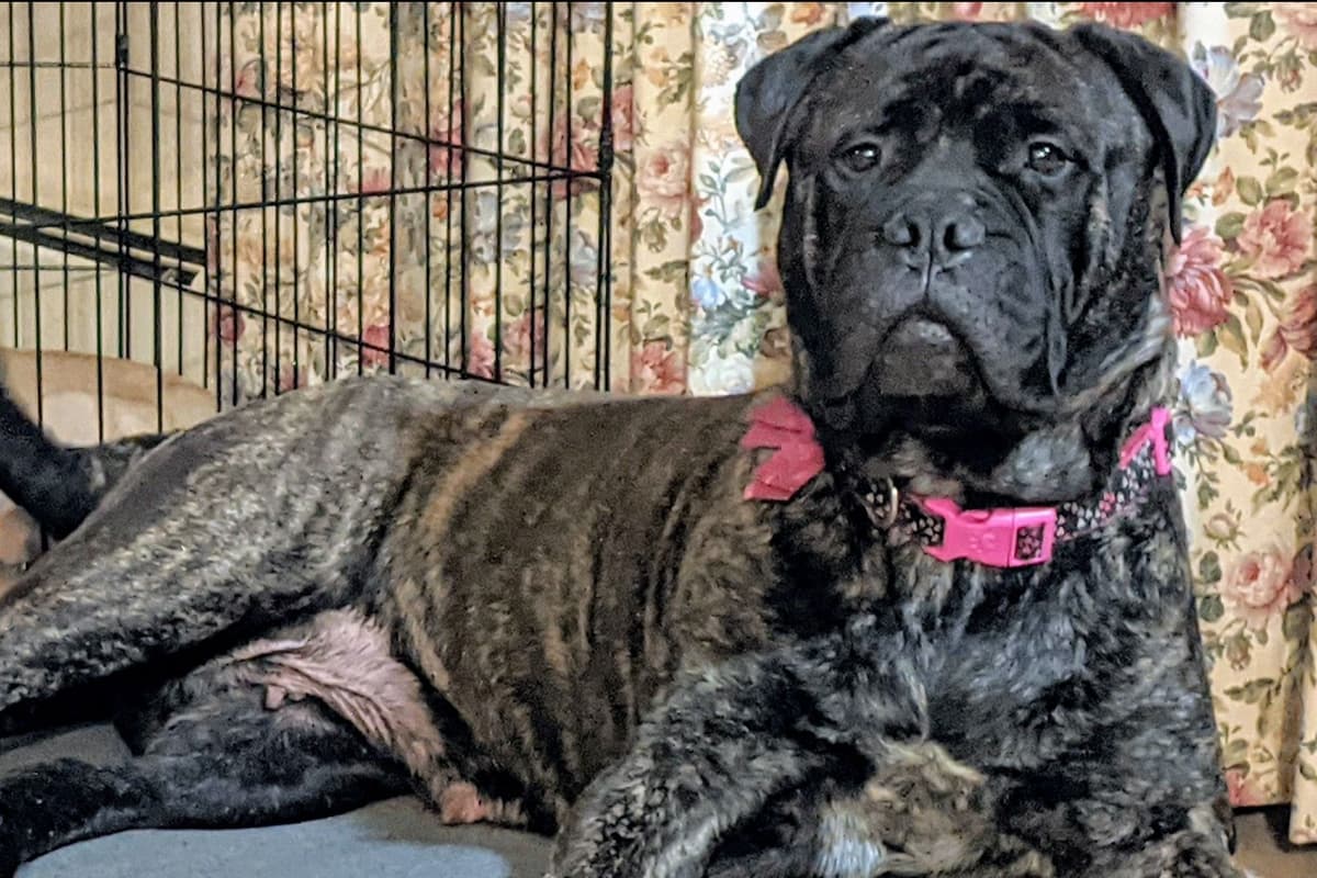Bullmastiff Puppies breeder image 17