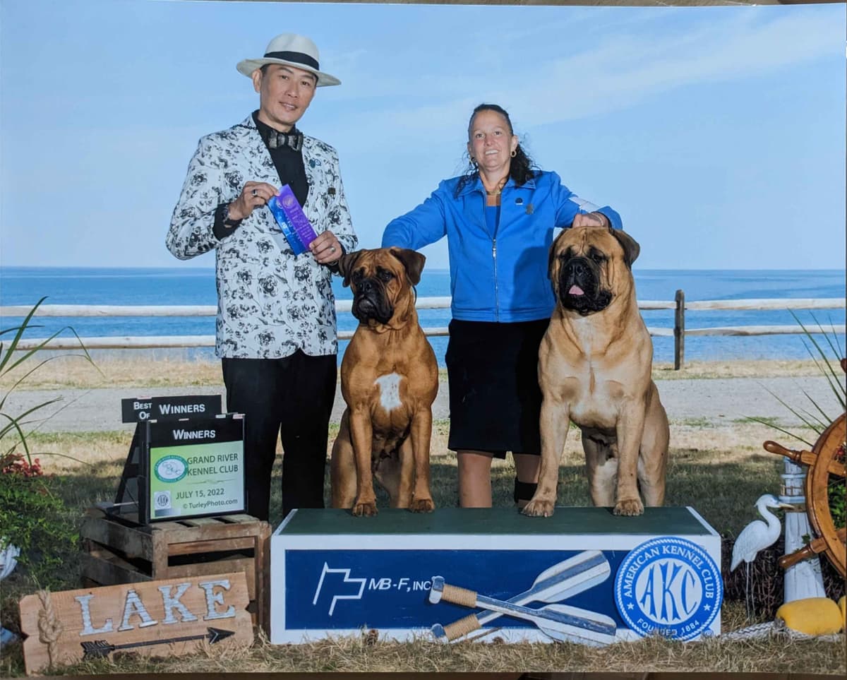 Bullmastiff Puppies breeder image 21