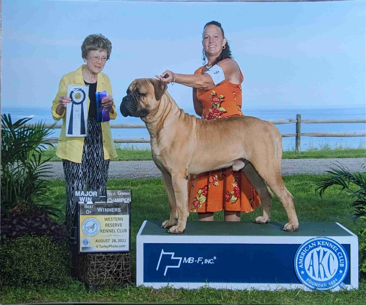 Bullmastiff Puppies breeder image 20