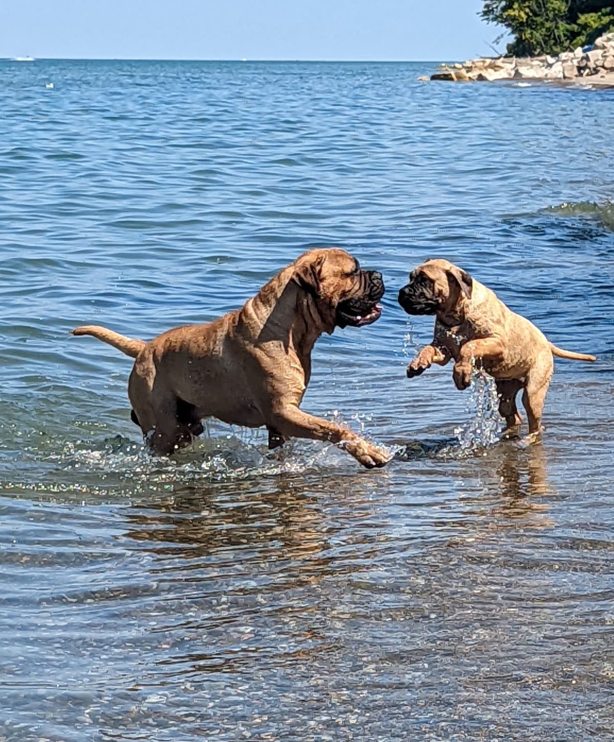 Bullmastiff Puppies breeder image 1