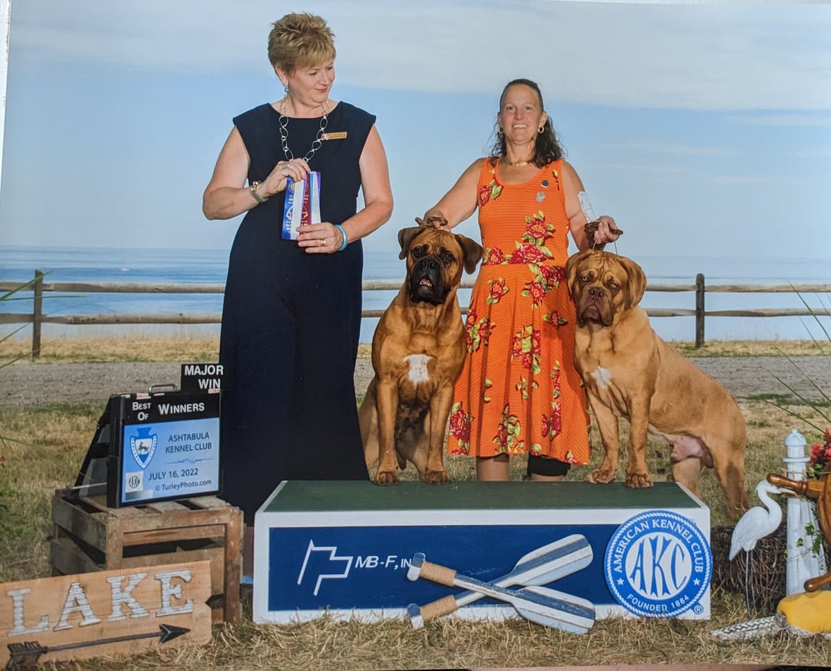 Bullmastiff Puppies breeder image 22