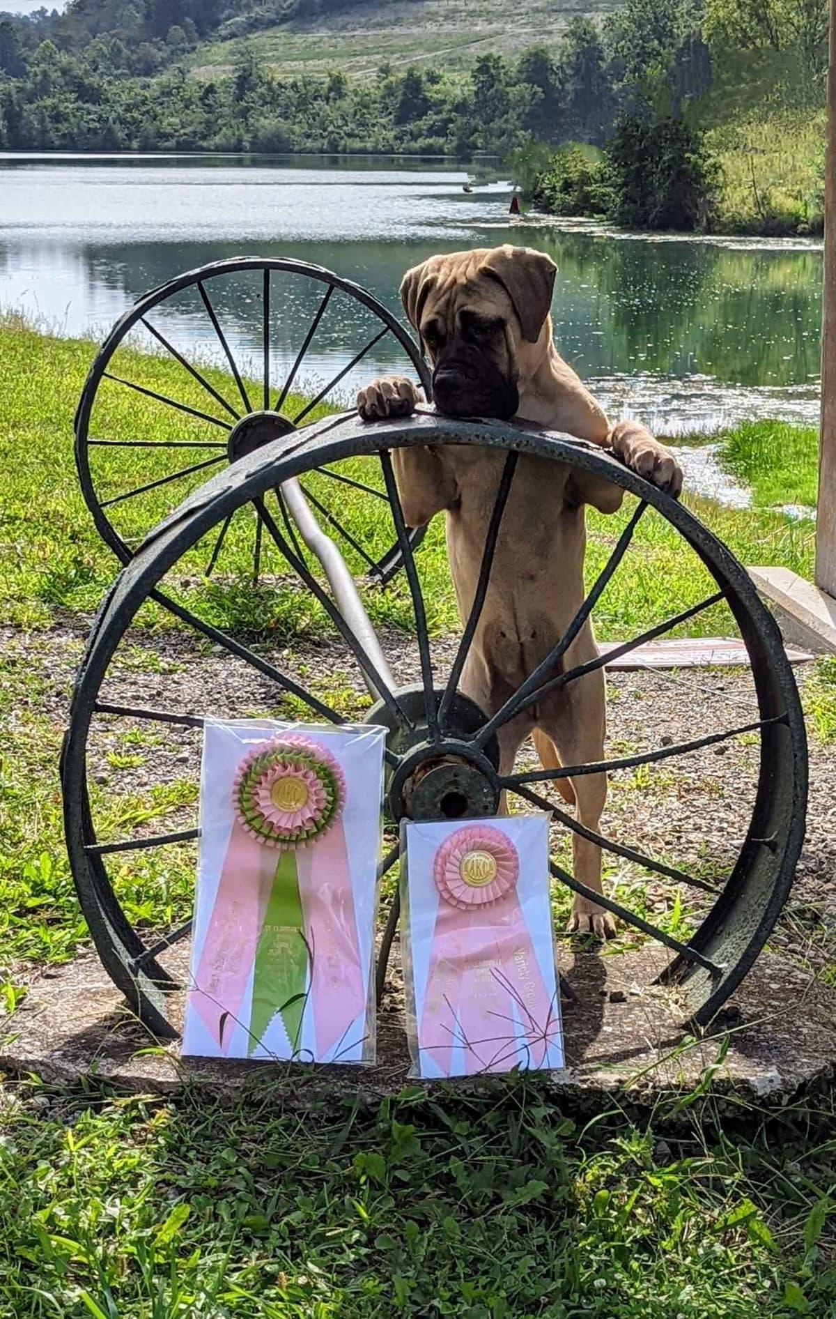 Bullmastiff Puppies breeder image 24