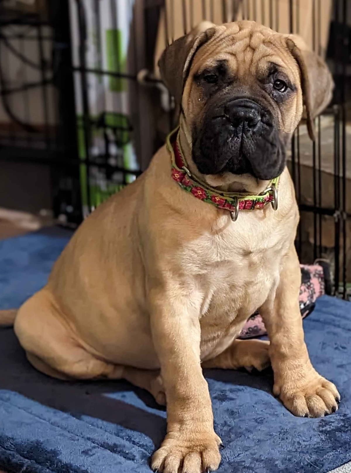 Bullmastiff Puppies breeder image 26