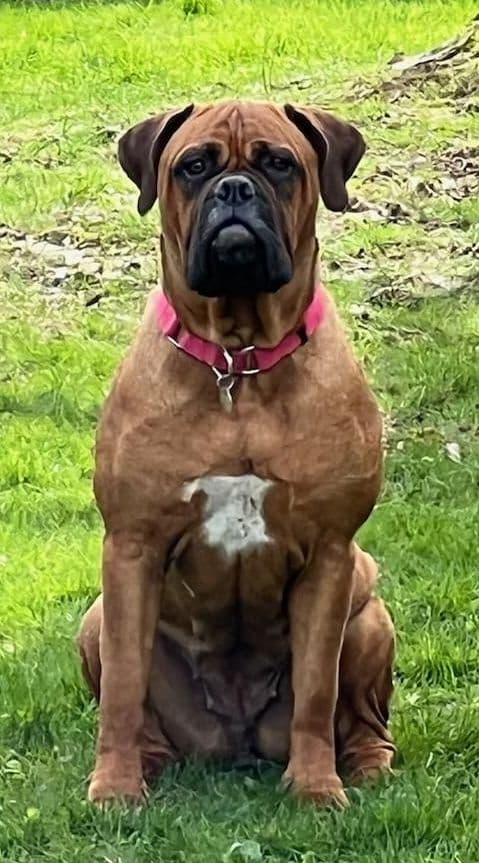 Bullmastiff Puppies breeder image 25