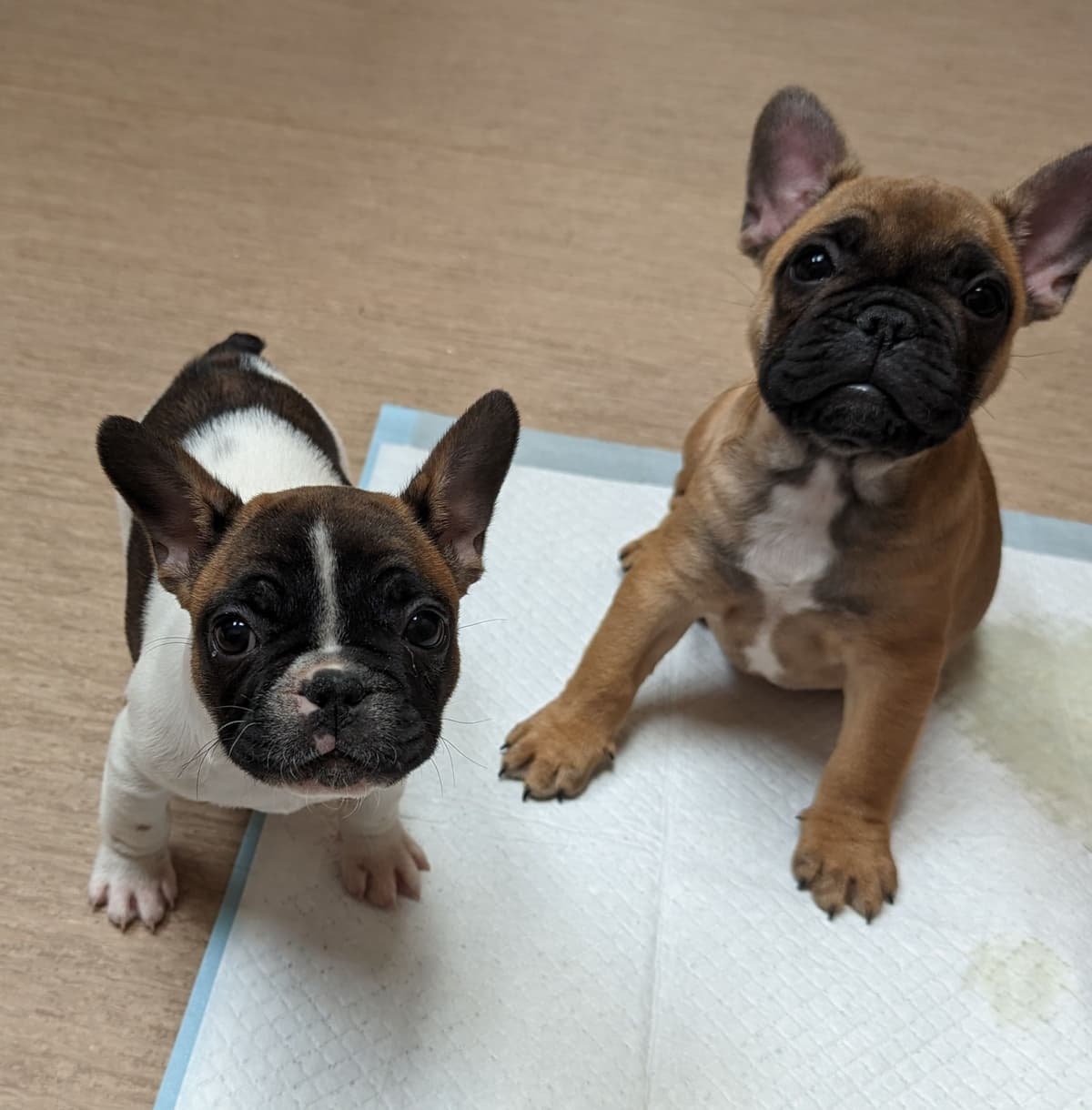 Bullmastiff Puppies breeder image 28