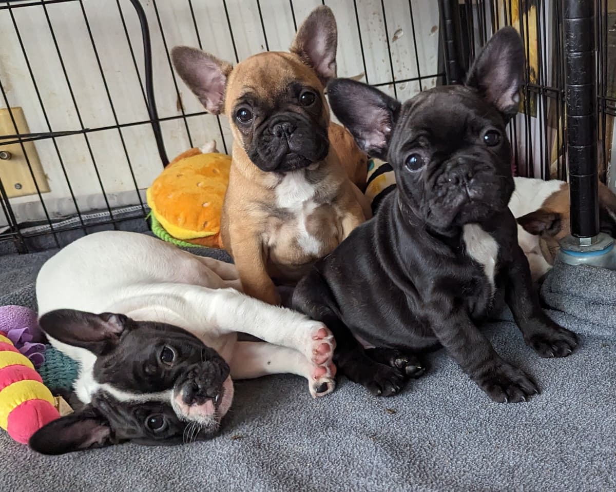 Bullmastiff Puppies breeder image 31