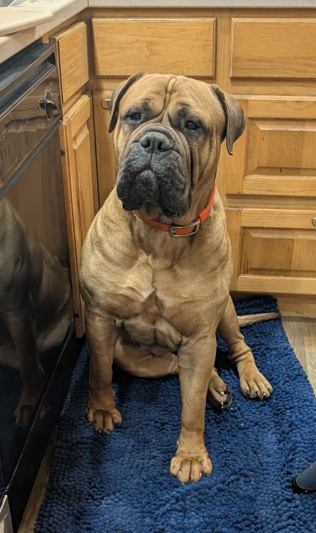 Bullmastiff Puppies media 2