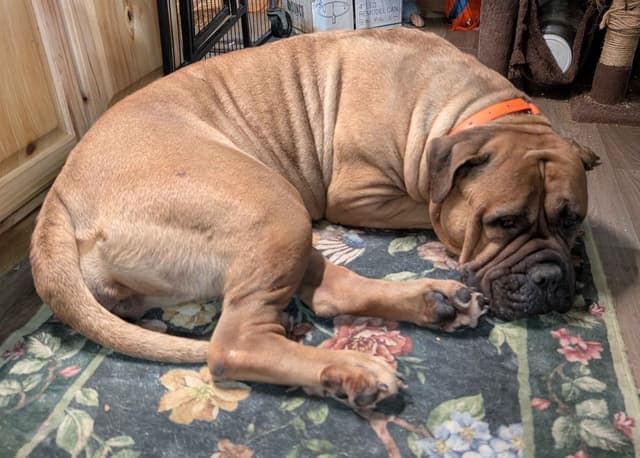 Bullmastiff Puppies media 4