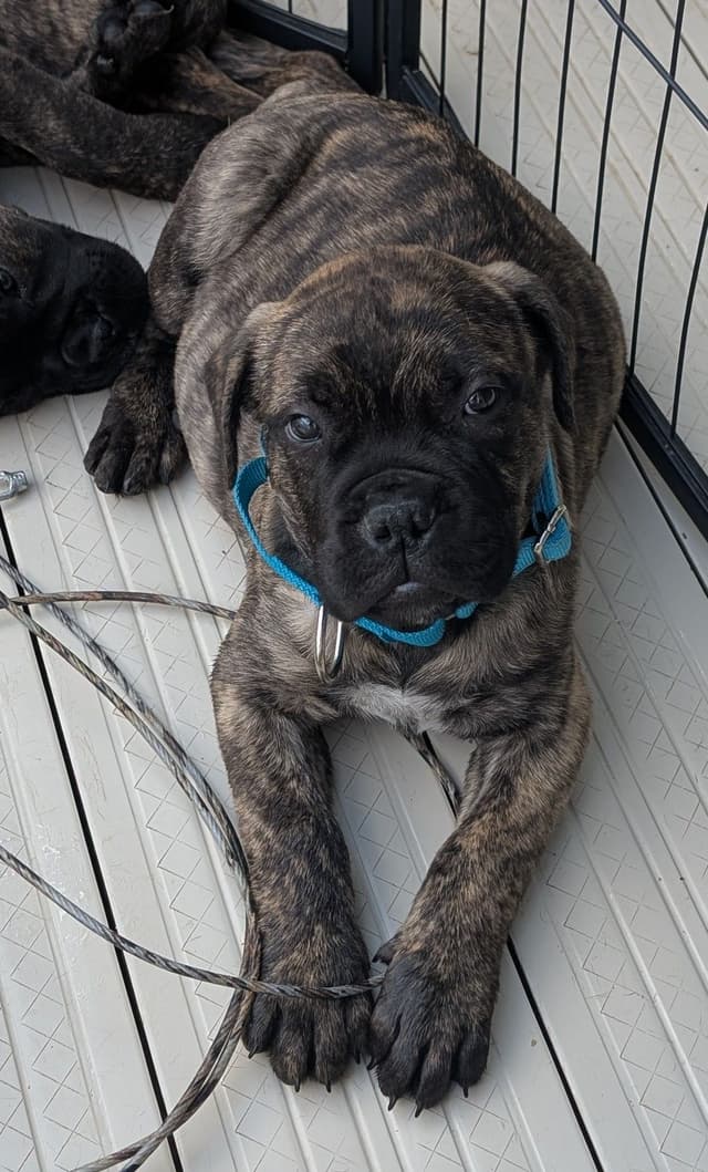 Bullmastiff Puppies media 5