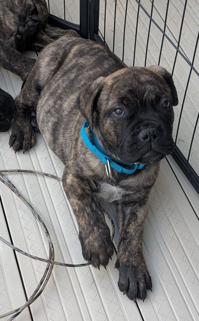 Bullmastiff Puppies media 6