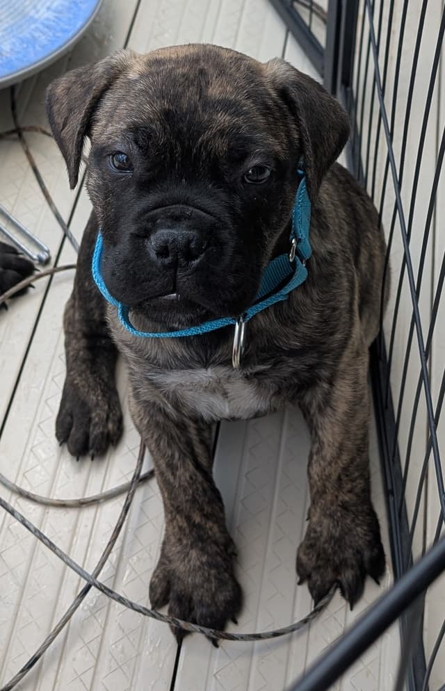 Bullmastiff Puppies media 7