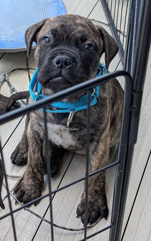 Bullmastiff Puppies media 8