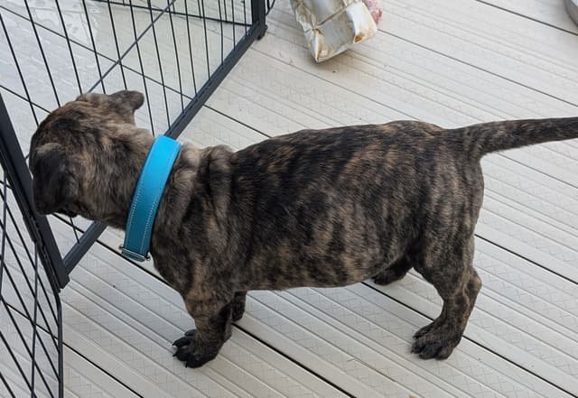Bullmastiff Puppies media 9