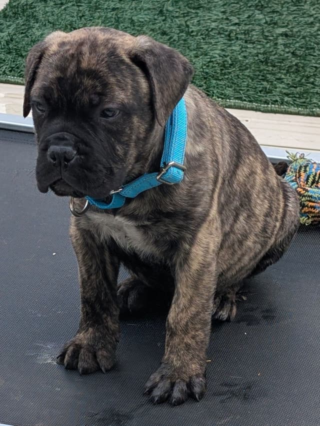 Bullmastiff Puppies media 10
