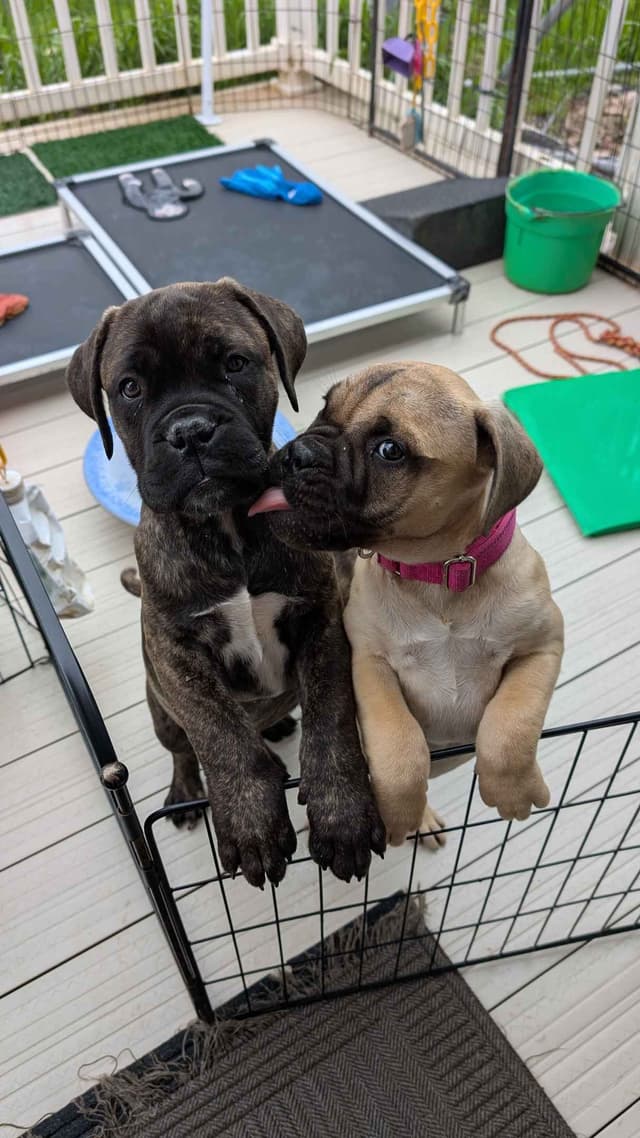 Bullmastiff Puppies media 11
