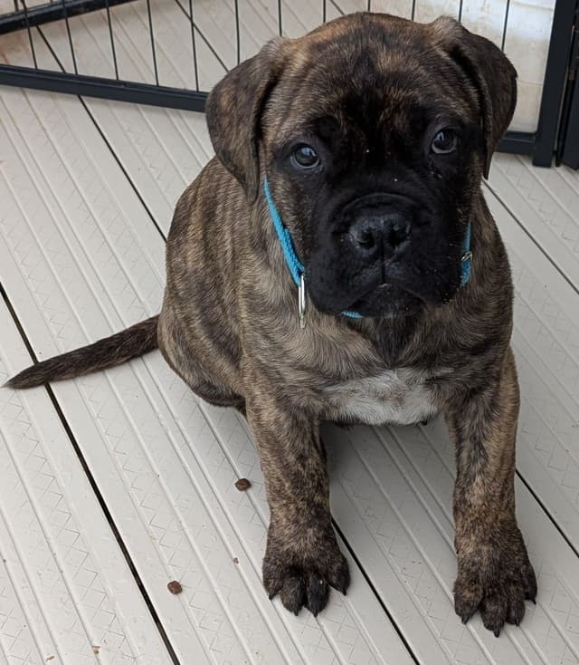 Bullmastiff Puppies media 13