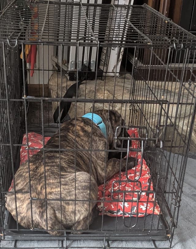 Bullmastiff Puppies media 14