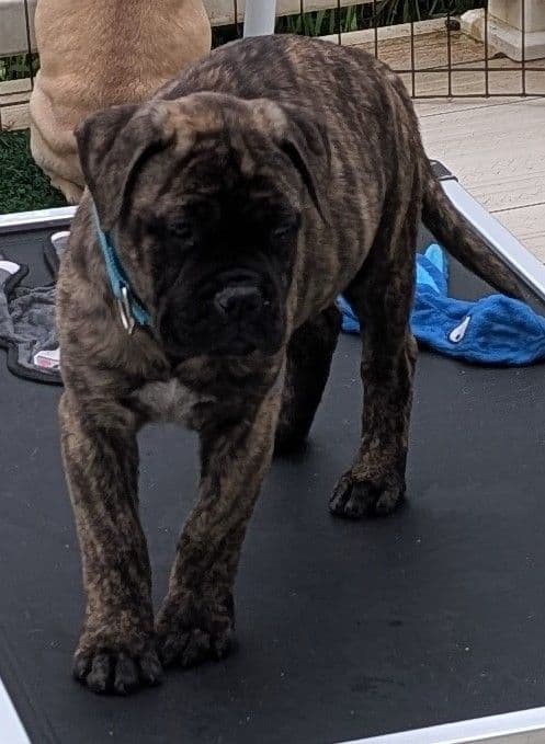 Bullmastiff Puppies media 15