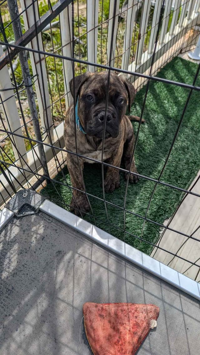 Bullmastiff Puppies media 16