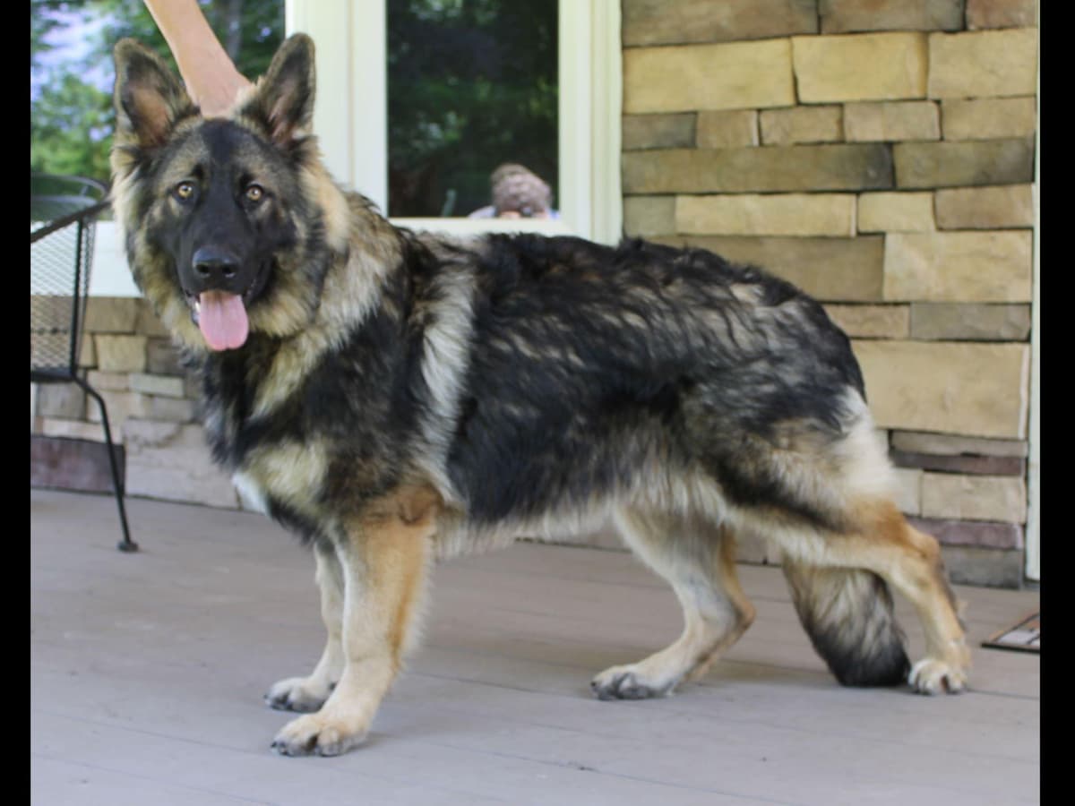 Keeshond Puppies breeder image 3