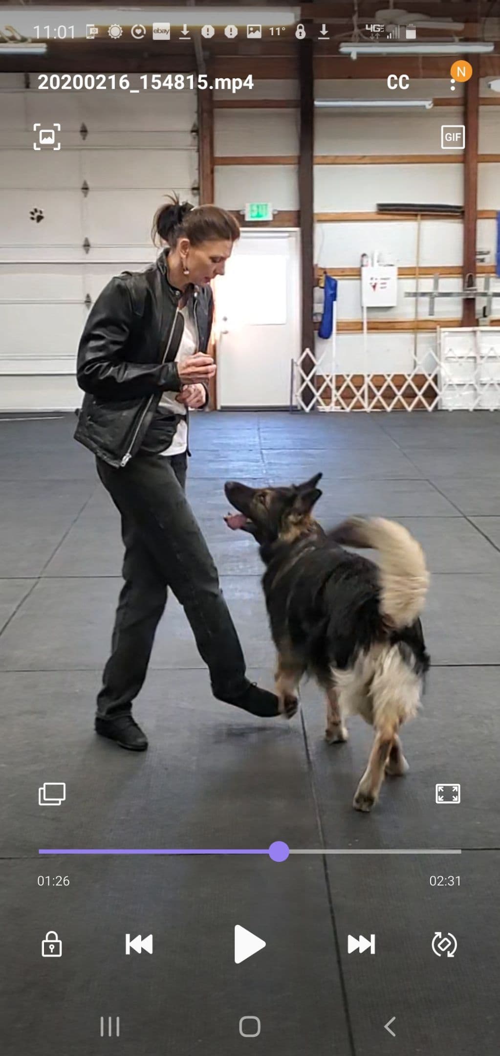 Keeshond Puppies breeder image 6