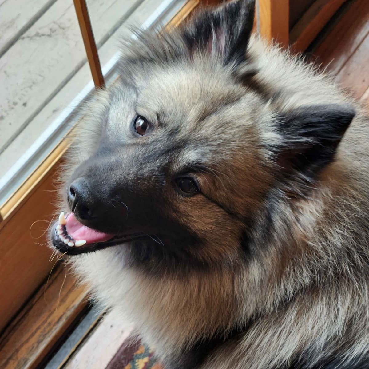 Keeshond Puppies breeder image 10